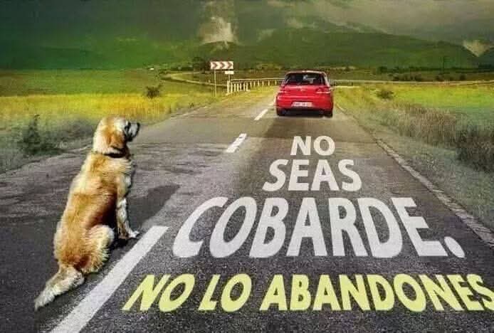 El trato que damos a ancianos, niños y animales, nos muestra el nivel que tenemos como sociedad.

Llega Julio, las vacaciones...y como decimos en cada inicio de verano:

SI ABANDONAS A TU MASCOTA, NO ERES MÁS QUE UNA PUTA BASURA INMUNDA.
