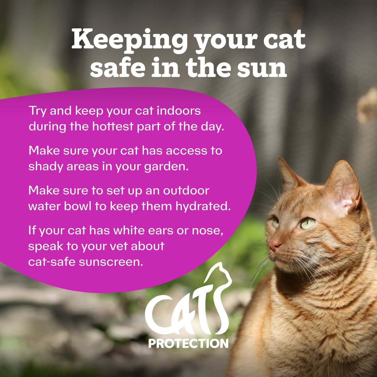 VictoriaVets_'s tweet image. Great advise from @CatsProtection 
Ensuring your #cats are #protected from the #sun ☀️☀️☀️