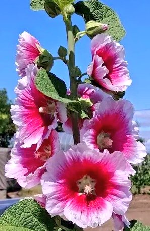 🦋˙˚ʚノラ ɞ˚˙🦋 後でﾘﾌﾟ廻りしま〜す✨ tweet media