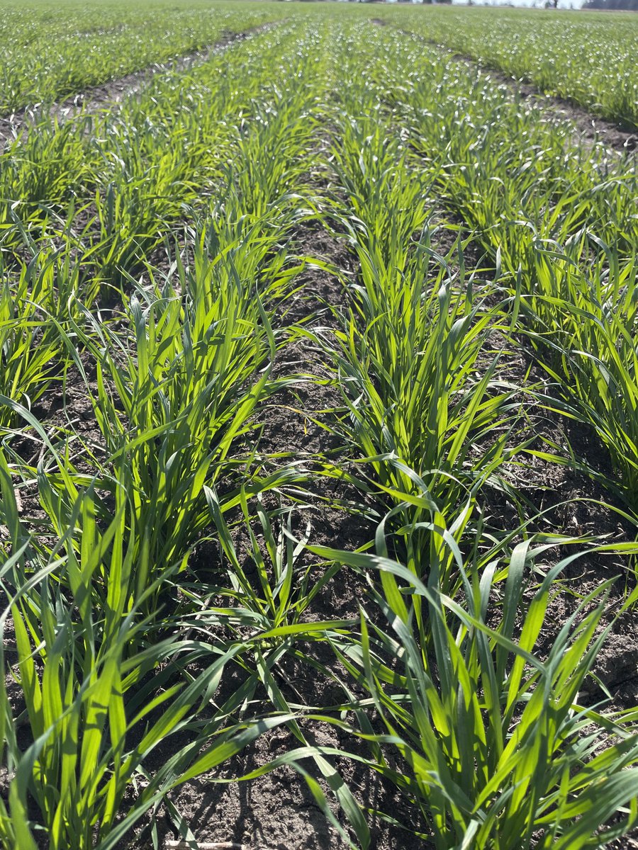 Prof (Weed Science) Bhagirath Chauhan (@bschauhan76) on Twitter photo Integrated mgt of black/wild oat in wheat at Collie (1 hr north of Dubbo). Wheat seed rate + PRE & POST herbicides. Too cold (1 July). Thanks <a href="/GRDCNorth/">GRDC North</a> for funding & <a href="/GrainOrana/">GOA</a> (Maurie & Ben) managing this trial. <a href="/QAAFI/">QLD Alliance for Agriculture & Food Innovation</a> <a href="/UQWeedScience/">Chauhan lab UQ</a> Integrated mgt of black/wild oat in wheat at Collie (1 hr north of Dubbo). Wheat seed rate + PRE & POST herbicides. Too cold (1 July). Thanks <a href="/GRDCNorth/">GRDC North</a> for funding & <a href="/GrainOrana/">GOA</a> (Maurie & Ben) managing this trial. <a href="/QAAFI/">QLD Alliance for Agriculture & Food Innovation</a> <a href="/UQWeedScience/">Chauhan lab UQ</a>