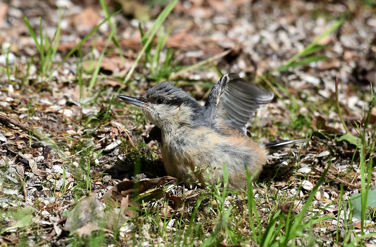 Vogels baden in het water om de warmte kwijt te raken en om zich te ontdoen van stof en parasieten, maar als ze van de parasieten af willen gaan ze ook vaak met  gespreide vleugels in de volle zon liggen.

<a href="/BoswachterFrans/">Frans Kapteijns</a> <a href="/vogelnieuws/">Vogelbescherming NL</a> <a href="/Sovon/">Sovon Vogelonderzoek Nederland</a> #wddommel <a href="/waarneming/">Waarneming.nl</a>