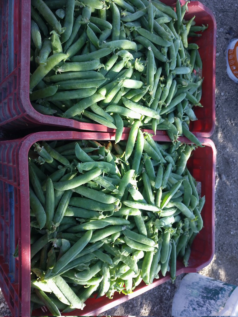 Ekolojik köyüm Bahçeli den organik bezelye toplanmaya başladı. Bizim bezelyeden yemeyen bezelye yedim demesin çünkü tamamen susuz tarım uygulanarak yetiştirildi.  <a href="/TCTarim/">T.C. Tarım ve Orman Bakanlığı</a> <a href="/NevsehirTkk/">Nevşehir Tarım Kredi Kooperatifi</a> <a href="/nevsehiriltarim/">Nevşehir İl Tarım ve Orman Müdürlüğü</a> <a href="/bekirgizligider/">Ebubekir GİZLİGİDER</a>