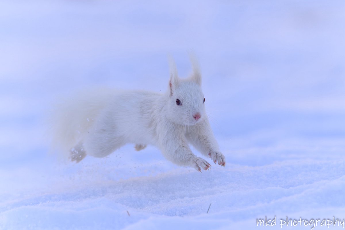 m_kudo44's tweet image. ぴょ〜ん
#squirrel