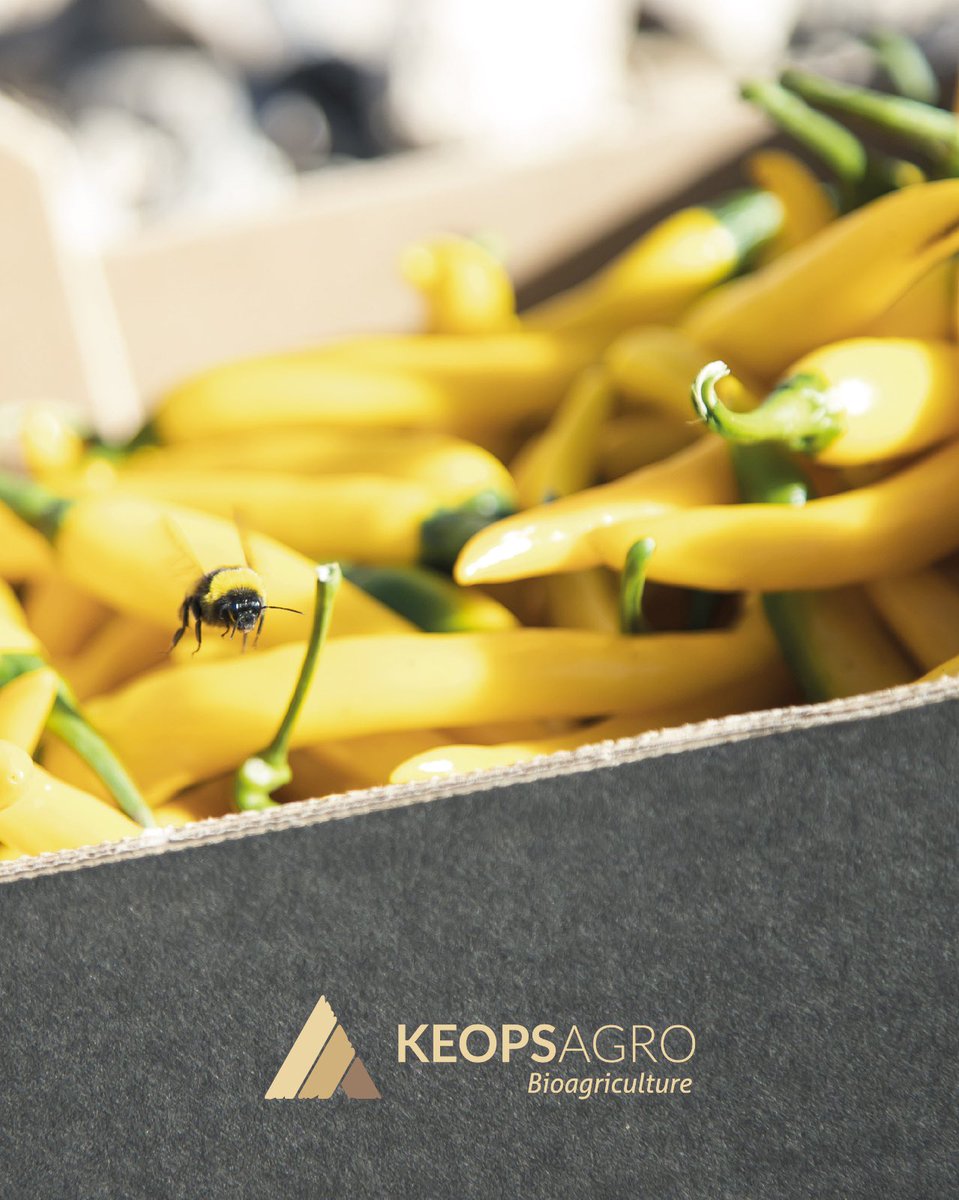 Keops Agro tweet media