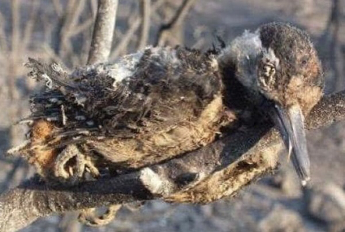 Gece gündüze döndü size CAN kaybımız yok diyecekler İNANMAYIN . 
 #izmiryanıyor