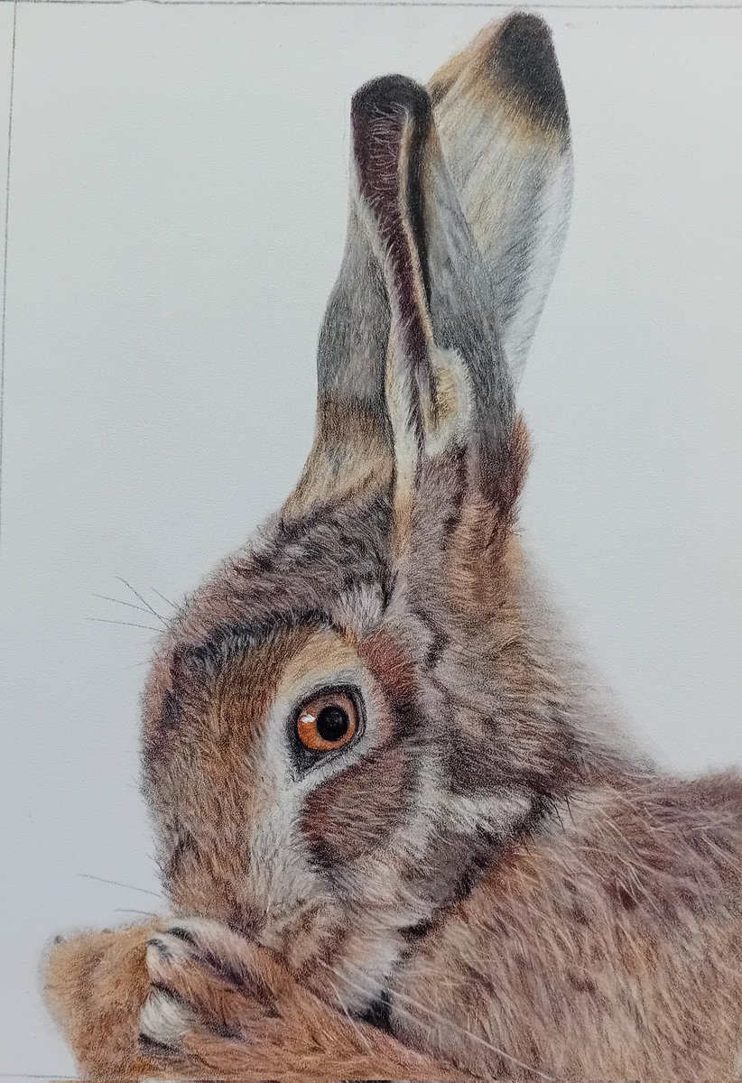 pamadamsart's tweet image. My latest hare-raising creation😀
Now, what shall I draw next? 🤔
#hares #polychromospencils #fabercastell #mindfulness