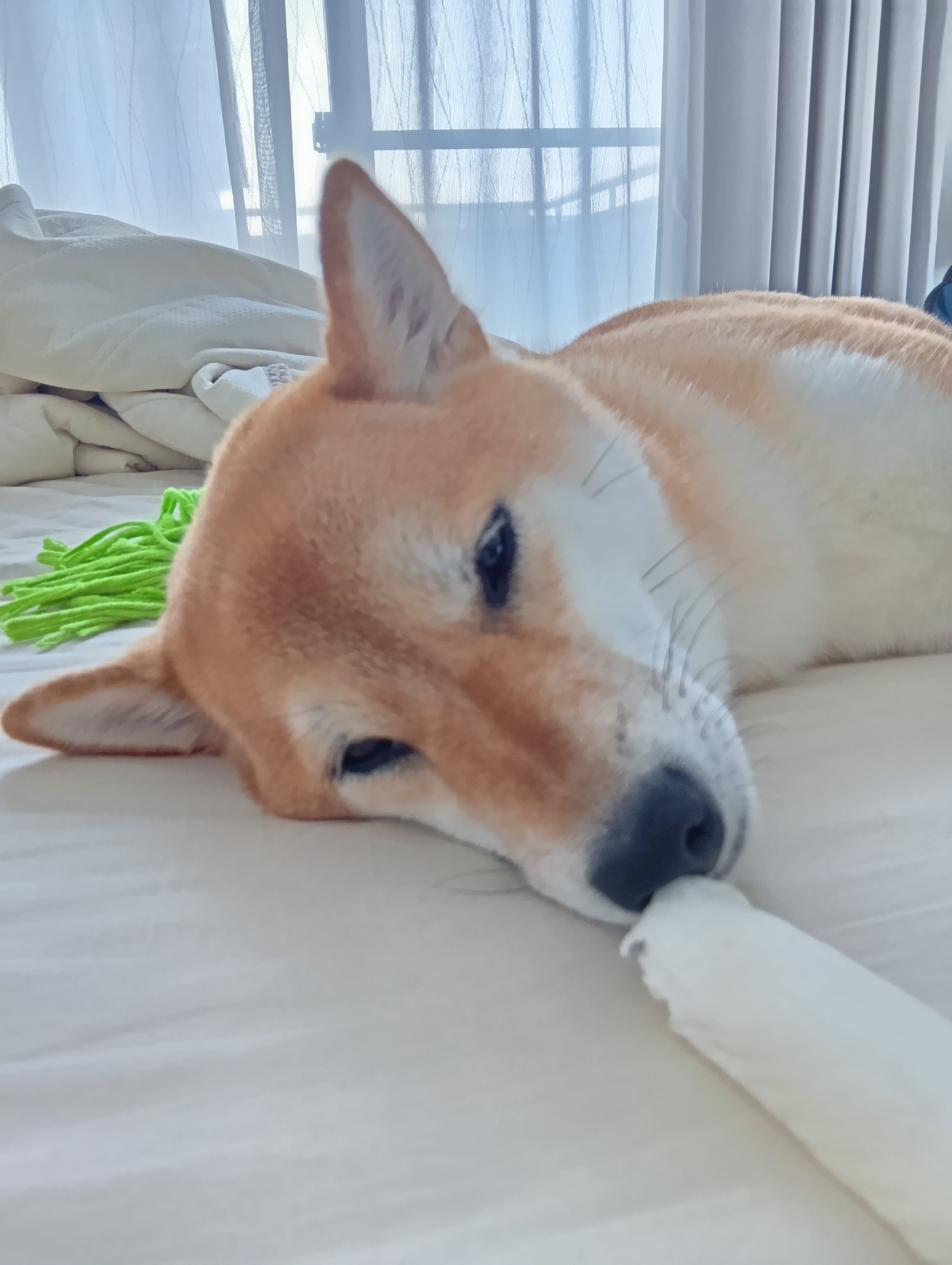 柴犬福 (@fuku230624) / X