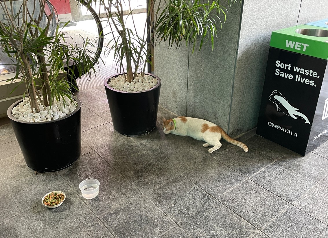 ts_manila's tweet photo. なんていうのかな～、植木、エサ、水、柱、ゴミ箱、そしてヌコ様の配置がなんか好きなんだよね～。できればヌコ様に下下右 (南南東みたいな感じ) の方向にタイル１つ分移動した位置で寝てもらえるとバランス的に完璧なんだけどね～・・・おしいっ！😹

#OneAyala
#マニラ猫歩き https://t.co/sxFmyzleLO