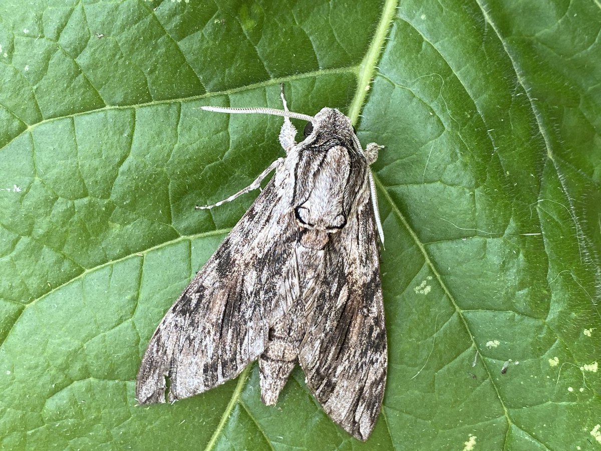 MothTrapper48's tweet image. My first Convolvulus Hawkmoth of the season here in North-east Norfolk last night. #moths