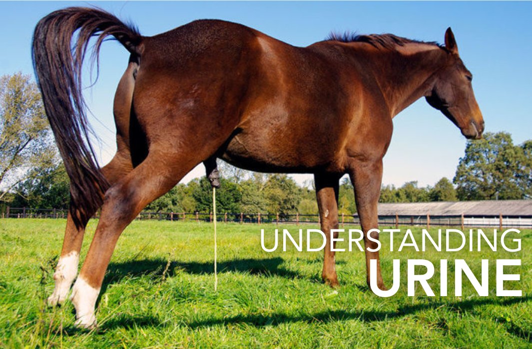 On average horses produce around 7 – 9 litres of urine per day, and just like humans, a lot can be learned about the health of the animal from monitoring it.

feedmark.com/en/what-your-h…