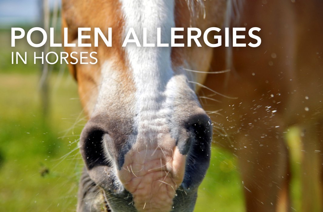 Discover how to recognise and manage pollen allergies in horses. Learn about common symptoms like coughing and headshaking, what triggers them, and practical tips to keep your horse comfortable during allergy season.

feedmark.com/en/pollen-alle…