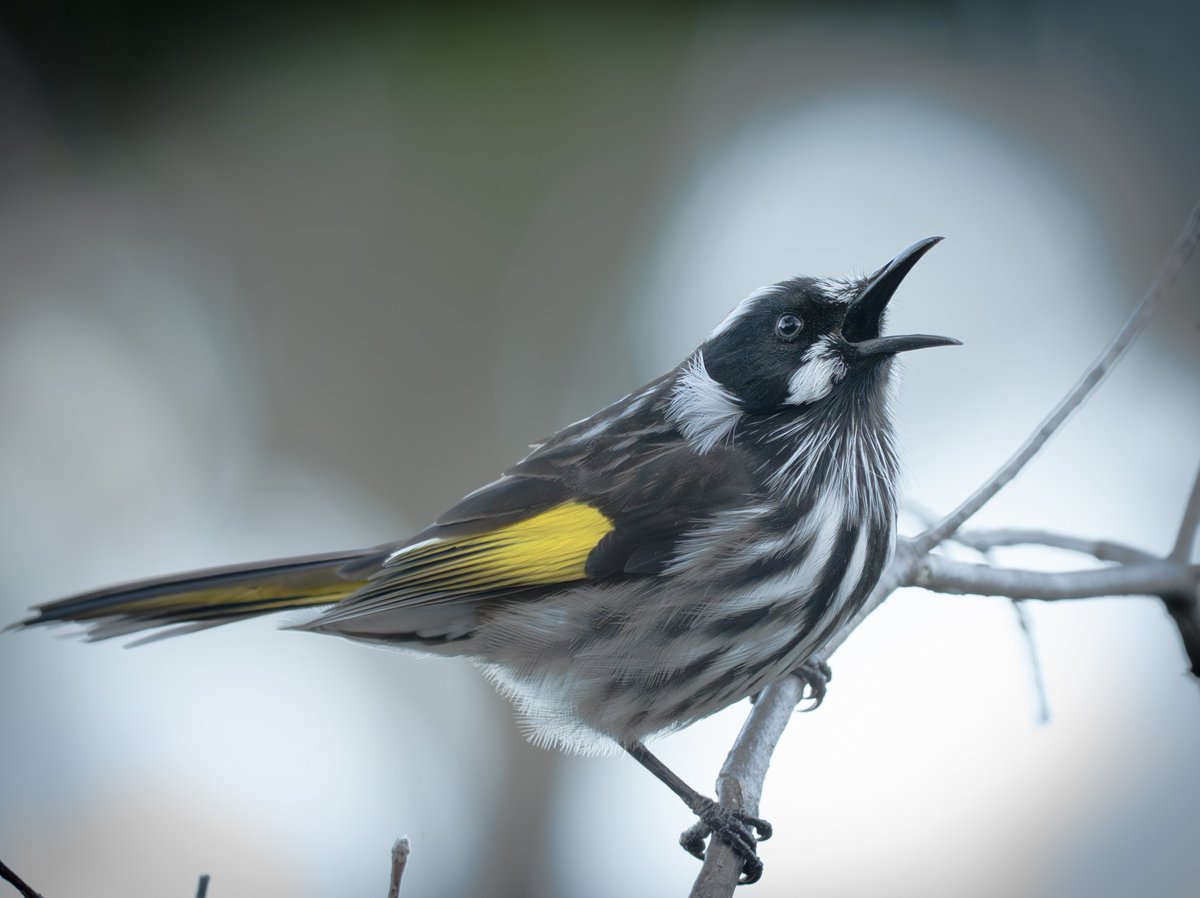 ThingsCanberra's tweet image. New Holland honeyeater - Botanic Gardens