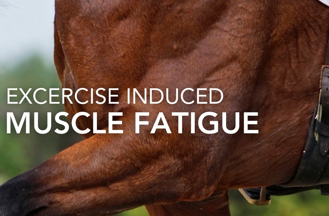 In the context of training, microdamage caused by fatiguing the muscle actually creates the physiological adaptations that result in fitter, stronger horses with a better endurance capacity.

feedmark.com/en/exercise-in…