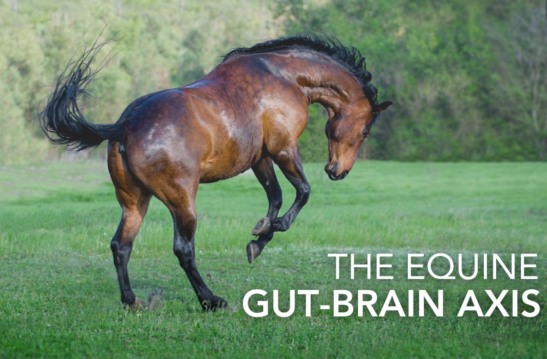 A balanced gut microbiota supports effective communication between the gut and brain via the vagus nerve, influencing stress, digestion, and mood.

feedmark.com/en/the-equine-…