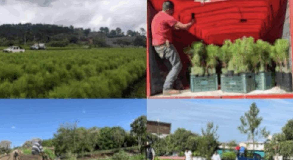 Apeam begins delivery of 690,000 pine plants in Michoacán and Jalisco ow.ly/jtBG106eq9m