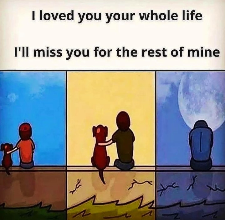 𝕏 Dogs (@_xdogs) on Twitter photo 