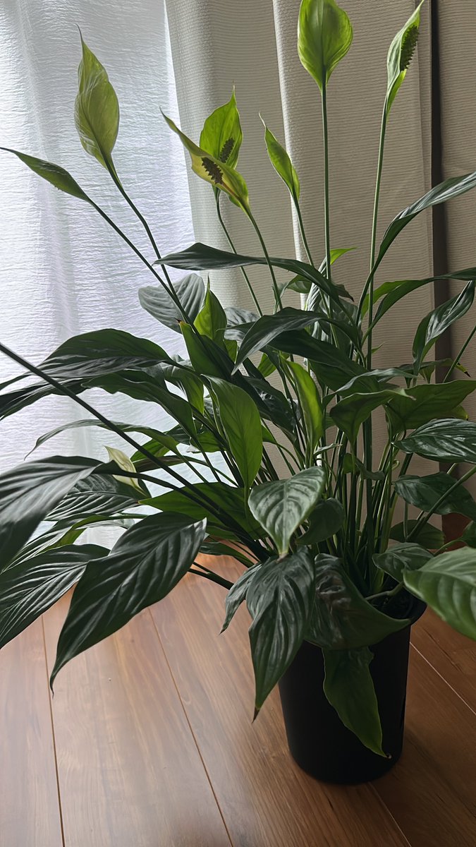 我が家に植物が増えました。