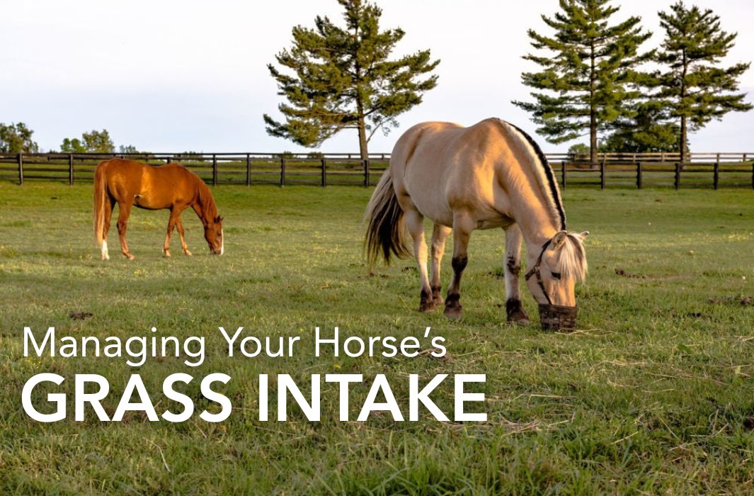 Feedmark's Nutritionist investigates the ways in which you can manage your horse's grass intake...

feedmark.com/en/managing-yo…
