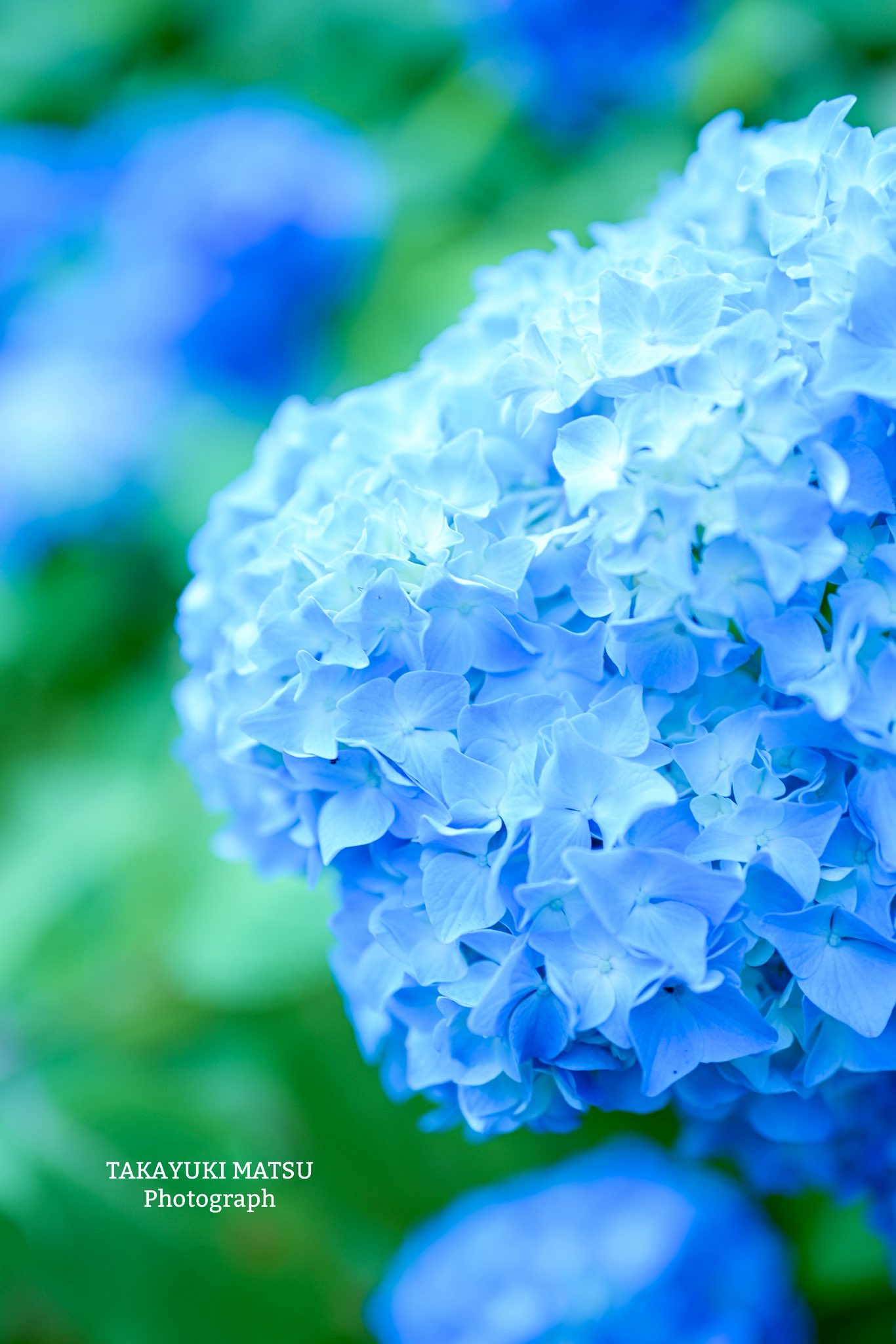虹～紫陽花⭐ のぎざか on X: 