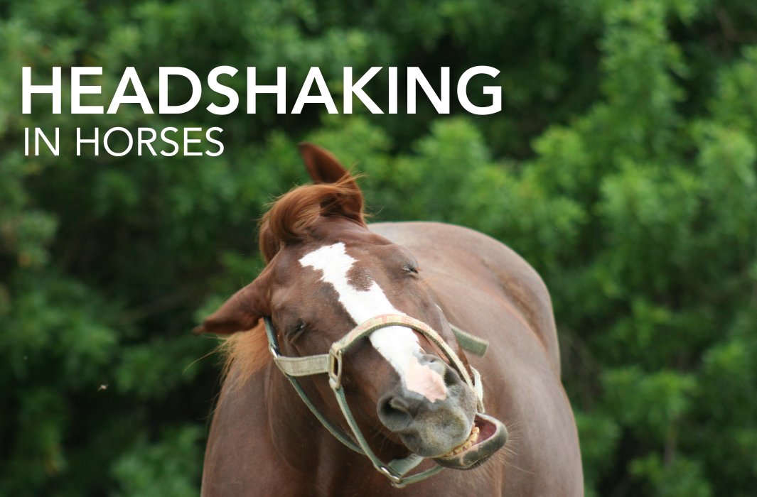 Whilst all horses toss their heads occasionally, repeated headshaking can become more of a problem and even dangerous in some cases.

feedmark.com/en/headshaking…