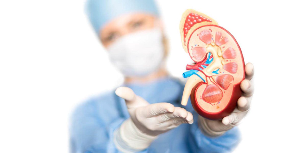 tryprivhealth's tweet photo. Did you know that kidney disease affects millions of Nigerians, and most people don't know they have it?

Your kidneys work silently to filter waste from your blood, but when they start failing, your body sends warning signals.

Watch out for these signs:

⚠️ Swelling - Puffy hands, feet, ankles, or face 
⚠️ Changes in urination - Peeing less often, more often, or foamy urine 
⚠️ Extreme fatigue - Feeling unusually tired or weak 
⚠️ Nausea and vomiting - Persistent stomach upset 
⚠️ Trouble thinking clearly - Brain fog or confusion 
⚠️ Skin changes - Dry, itchy skin that won't go away 
⚠️ Shortness of breath- Difficulty breathing

The scary truth is that people with early kidney disease may not feel sick at all, which is why regular check-ups are crucial, especially if you have diabetes, high blood pressure, or a family history of kidney disease.

Don't wait until it's too late. If you're experiencing any of these symptoms, talk to your doctor about getting your kidney function tested. Early detection can save your life.

PS: Prevention is cheaper than treatment. Regular medical check-ups can catch kidney problems early before they become serious.