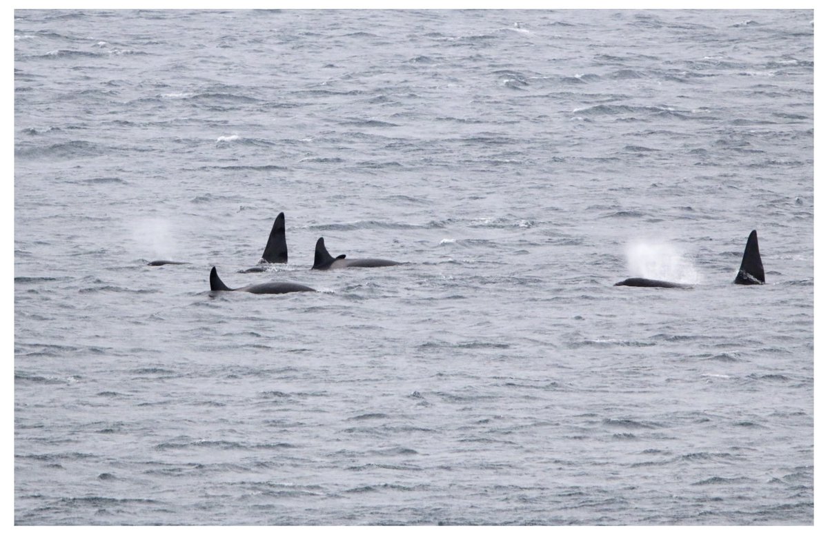 ShetlandWild's tweet image. ORCAS!!!
Our &apos;Ultimate Shetland&apos; group enjoyed a fabulous encounter with Orcas yesterday in the east Mainland of Shetland. The grouping comprised the &apos;65s&apos; (including the huge bull &apos;Busta&apos;) and three of the 27s pod. Enjoy these excellent pics by Hannah Loughnane.