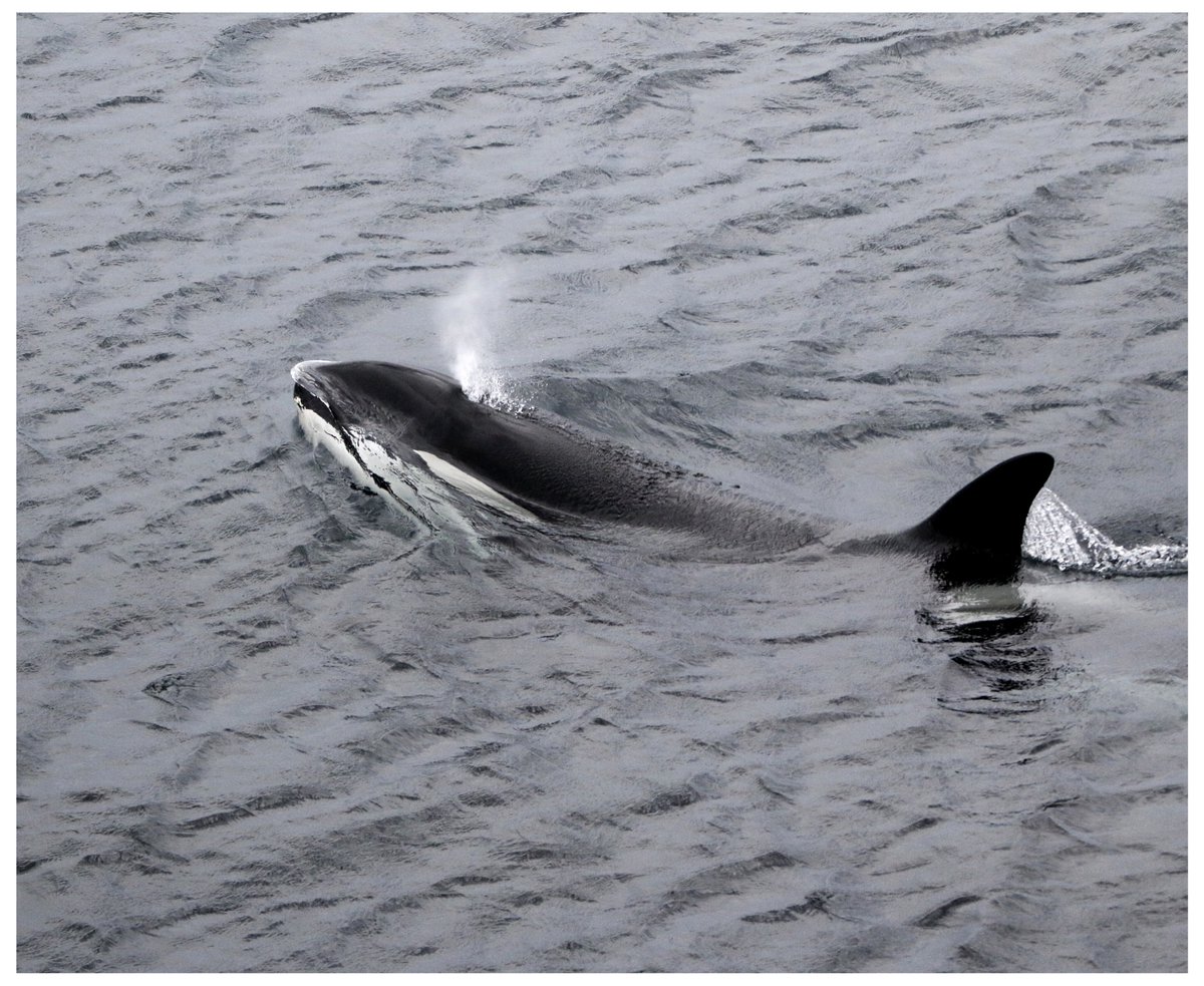 ShetlandWild's tweet image. ORCAS!!!
Our &apos;Ultimate Shetland&apos; group enjoyed a fabulous encounter with Orcas yesterday in the east Mainland of Shetland. The grouping comprised the &apos;65s&apos; (including the huge bull &apos;Busta&apos;) and three of the 27s pod. Enjoy these excellent pics by Hannah Loughnane.