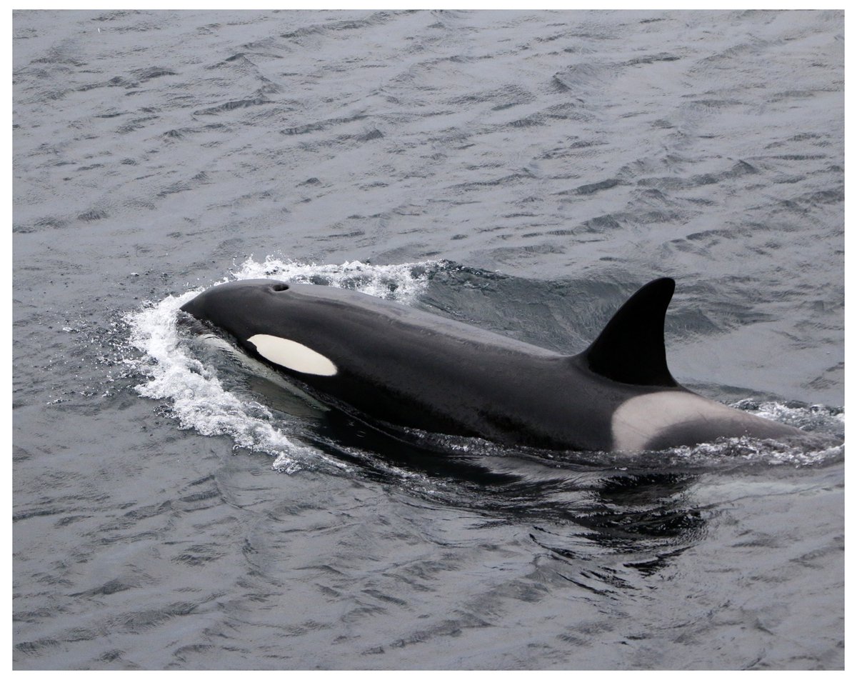 ShetlandWild's tweet image. ORCAS!!!
Our &apos;Ultimate Shetland&apos; group enjoyed a fabulous encounter with Orcas yesterday in the east Mainland of Shetland. The grouping comprised the &apos;65s&apos; (including the huge bull &apos;Busta&apos;) and three of the 27s pod. Enjoy these excellent pics by Hannah Loughnane.