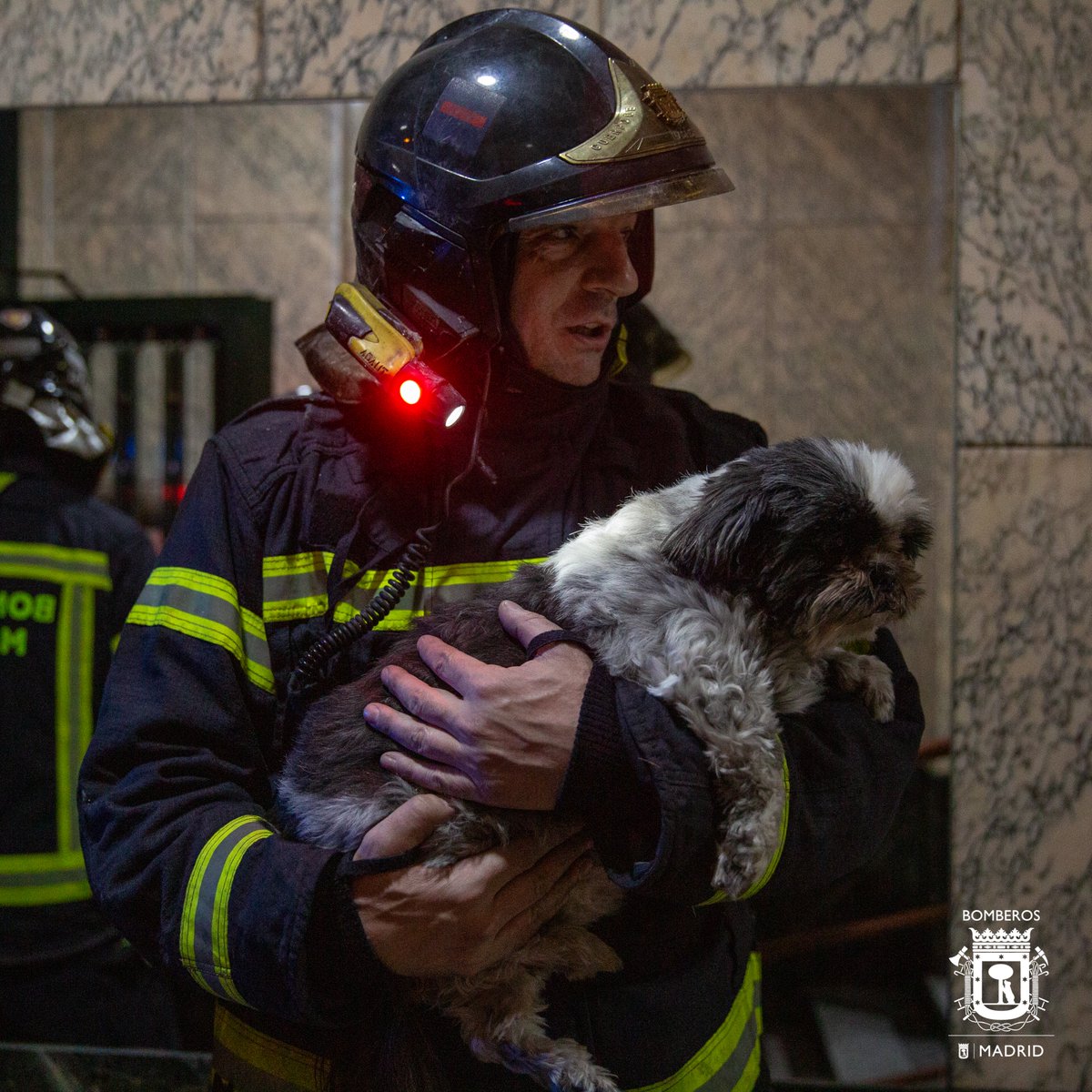 🐶#DiaMundialPerro #WordDogDay
Cada vez entendemos mejor el valor y los beneficios que aporta un compañero de cuatro patas🐕
Se estima que en #España el 43% de los hogares tiene una mascota, y en #Madrid hay un perro por cada 15 vecinos
#AdoptaNoCompres