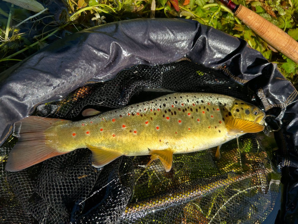 Ribnik Brown Trout, so stunning!