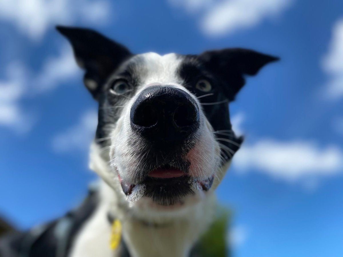DT_WestCalder's tweet image. Swipe for Hugo's close-up🤳💛

Add Hugo to your favourites today👉 bitly.cx/kD5qU

#DogsTrust
#AdoptDontShop
#ADogIsForLife