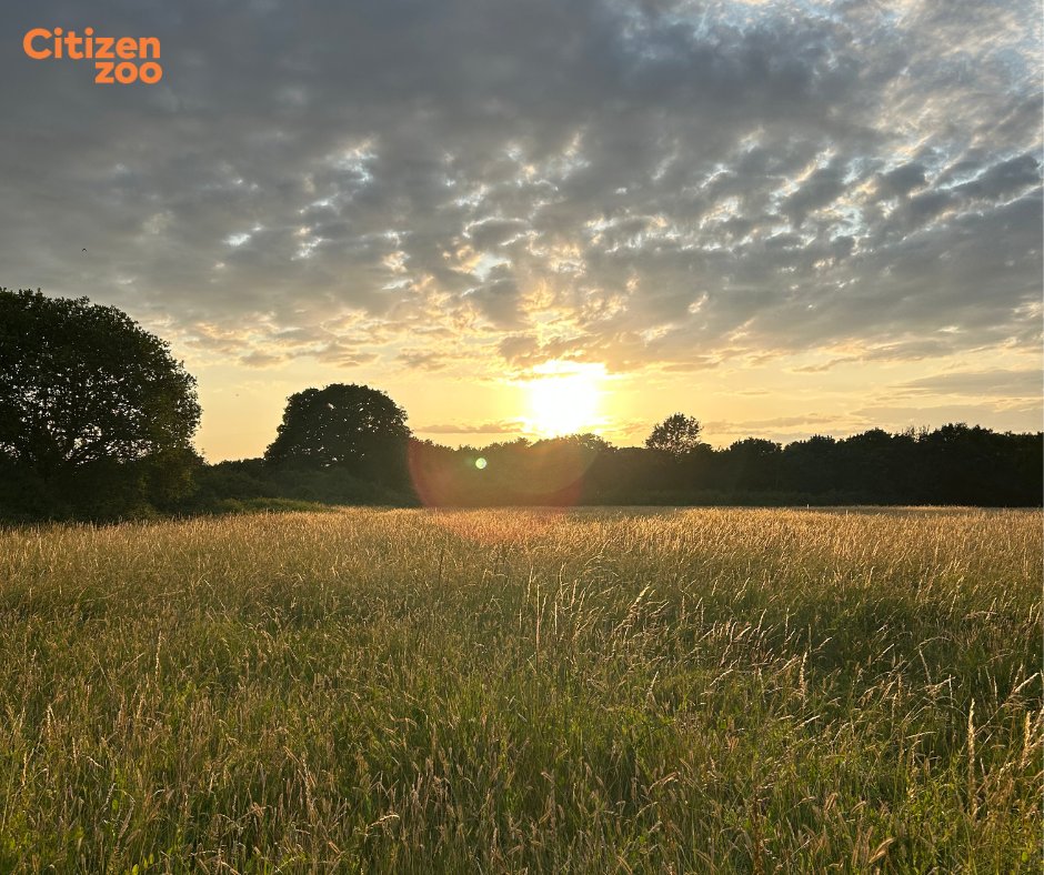 Last week’s evening bird survey delivered some fantastic sightings and an incredible sunset! That’s the last survey on site until winter,  we’re looking forward to comparing the seasonal recordings🦅