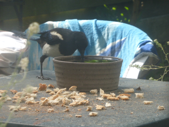 dvanduuren1's tweet photo. Good - Sunny - Morning πβοΈ
Magpie drinking Water,
Beach Towel Drying in the Sun
Have a Nice Day !
#goedemorgenNederland #KNMI #goedemorgen #Weatherupdate #Sunny #Zonnig #Tuintweet #Coffeetime #Garden #haveaniceday #NatureLovers #Birds #Magpie #Ekster https://t.co/NEU75lw23J