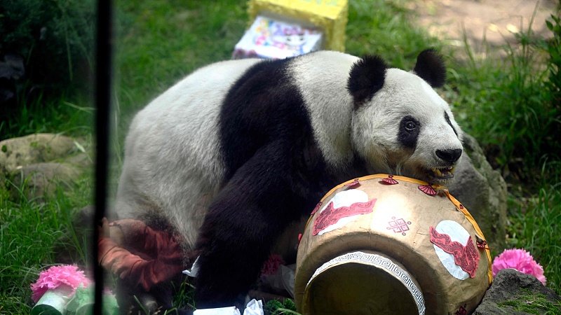 Celebran cumpleaños de panda gigante en México espanol.cgtn.com/news/2025-06-3…