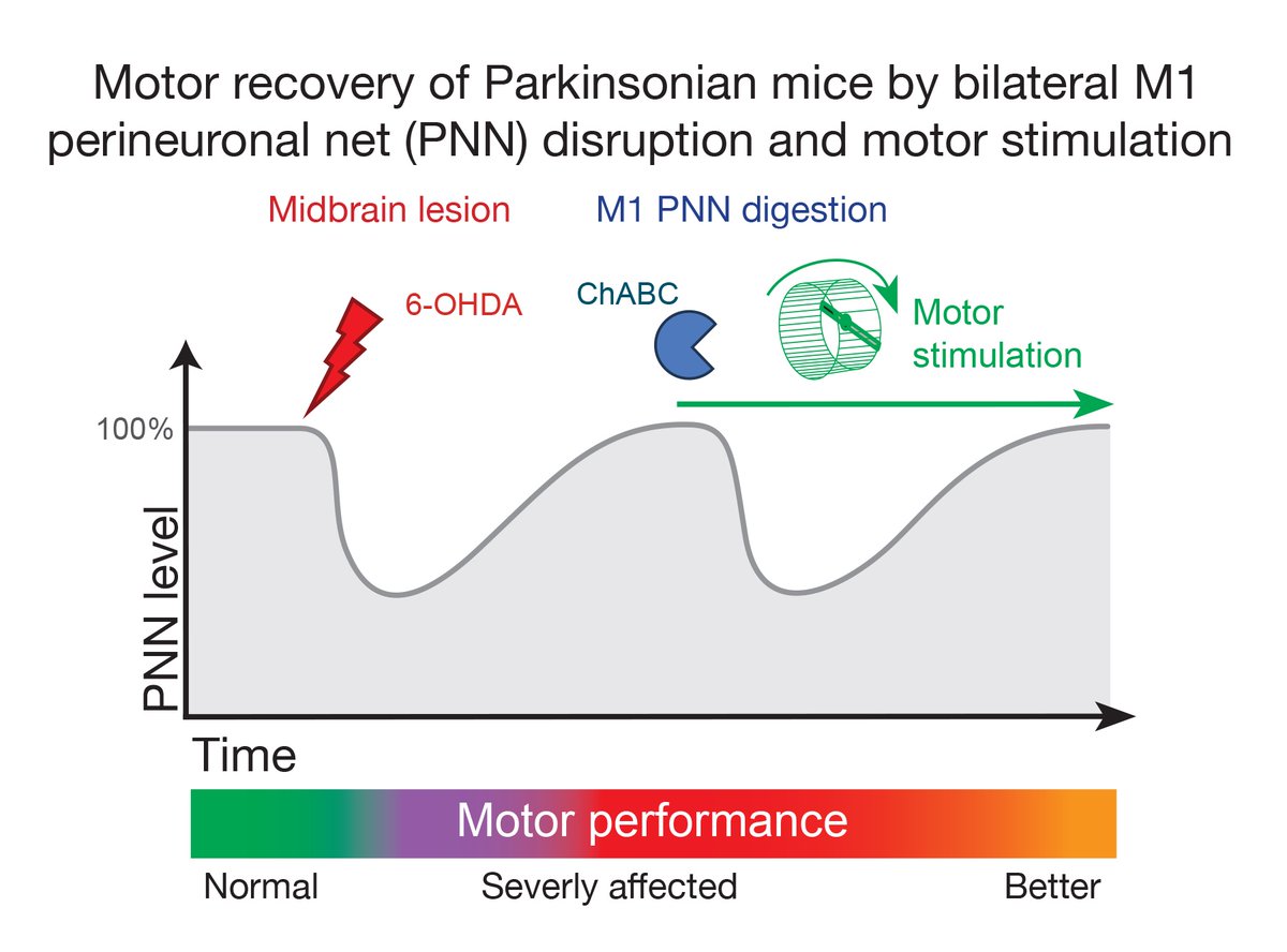 Brain1878's tweet image. Benacom et al. show that transient disruption of perineuronal nets in primary motor cortex temporarily impairs motor function in healthy mice, but facilitates motor recovery in a Parkinson’s disease model. tinyurl.com/b7kaba4t