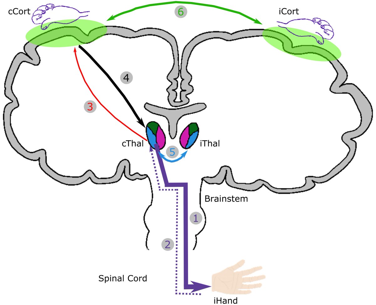 He et al. recorded neural activity from the motor cortex and thalamus, along with hand tremor signals, in people with essential tremor. Their findings provide new insights into the cortico-thalamic network involved in tremor generation. tinyurl.com/4b3ppah2