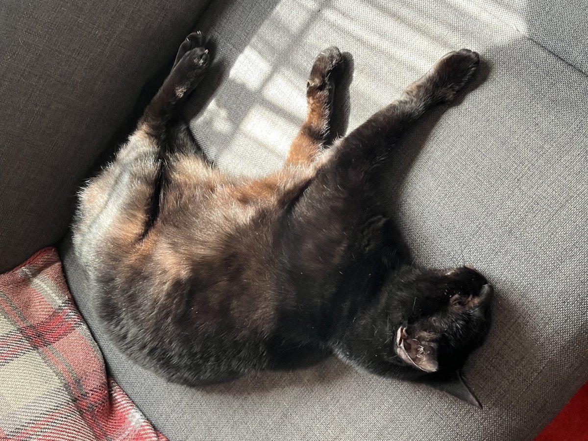cybercat207's tweet photo. “When you’re 9 lives deep into summer and still no AC… 🥵😾 #TooHotToCat #MeltingMeow” https://t.co/wYuDzd44kD