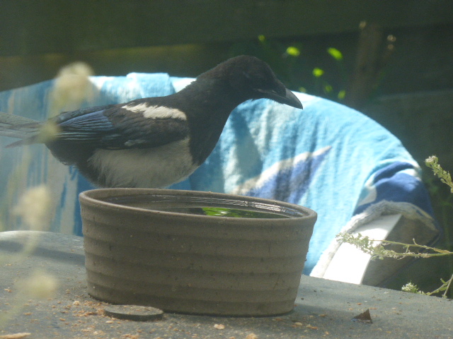 dvanduuren1's tweet photo. Good - Sunny - Morning πβοΈ
Magpie drinking Water,
Beach Towel Drying in the Sun
Have a Nice Day !
#goedemorgenNederland #KNMI #goedemorgen #Weatherupdate #Sunny #Zonnig #Tuintweet #Coffeetime #Garden #haveaniceday #NatureLovers #Birds #Magpie #Ekster https://t.co/NEU75lw23J