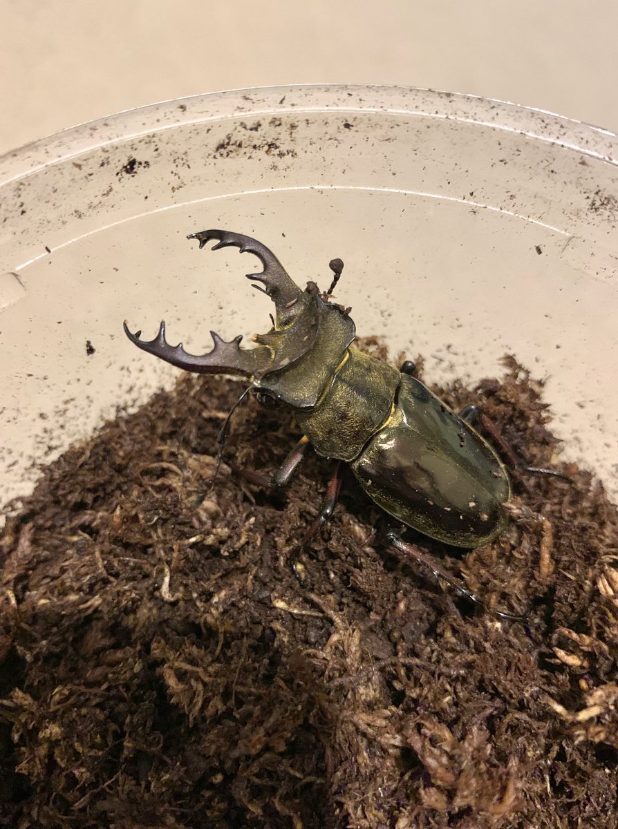 ウェムケンミヤマですが、唯一のメスが活動し始めたと思いきやそのままお亡くなりになってしまいました...

どなたかアルナーチャル・Lower subansiri産のメスかつ活動してる個体で、余品があって販売できる等あれば教えてくださるとありがたいです！
よろしくお願い致します🙇