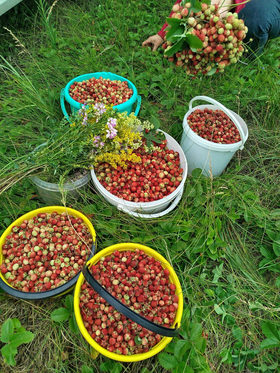 Съездила в выходные на родину, в Курскую область.  Ягод в этом году просто немеряно! Почти рядом с домом. Варенью и наливке - быть!😄