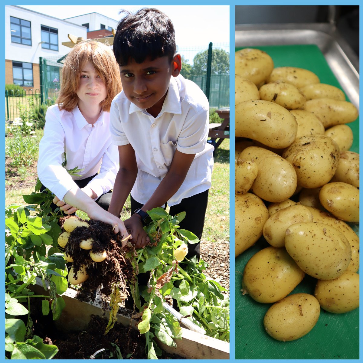 SNA (@southnottsacdmy) on Twitter photo 🌱From the earth to the kitchen 🍽️. Our pupils have been busy harvesting our potato crop🥔. <a href="/Head_SNA/">D Philpotts</a> #TheSNAWay 🌱From the earth to the kitchen 🍽️. Our pupils have been busy harvesting our potato crop🥔. <a href="/Head_SNA/">D Philpotts</a> #TheSNAWay