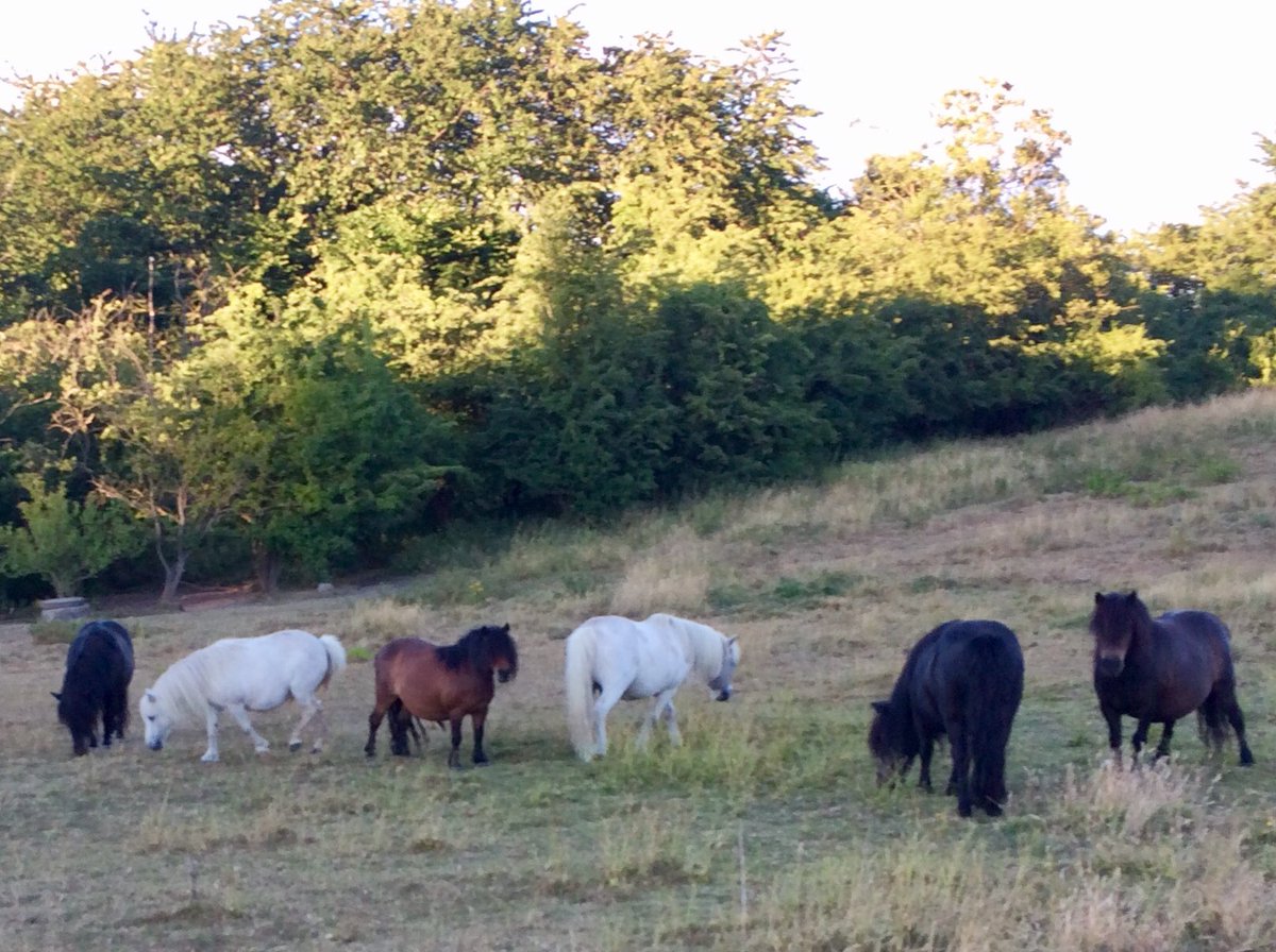 Ages ago on #July1st 
Pretty hot and dry like today. ☀️🔥
Please remember fresh water for every living soul. 
#ponyhour #ShetlandPony