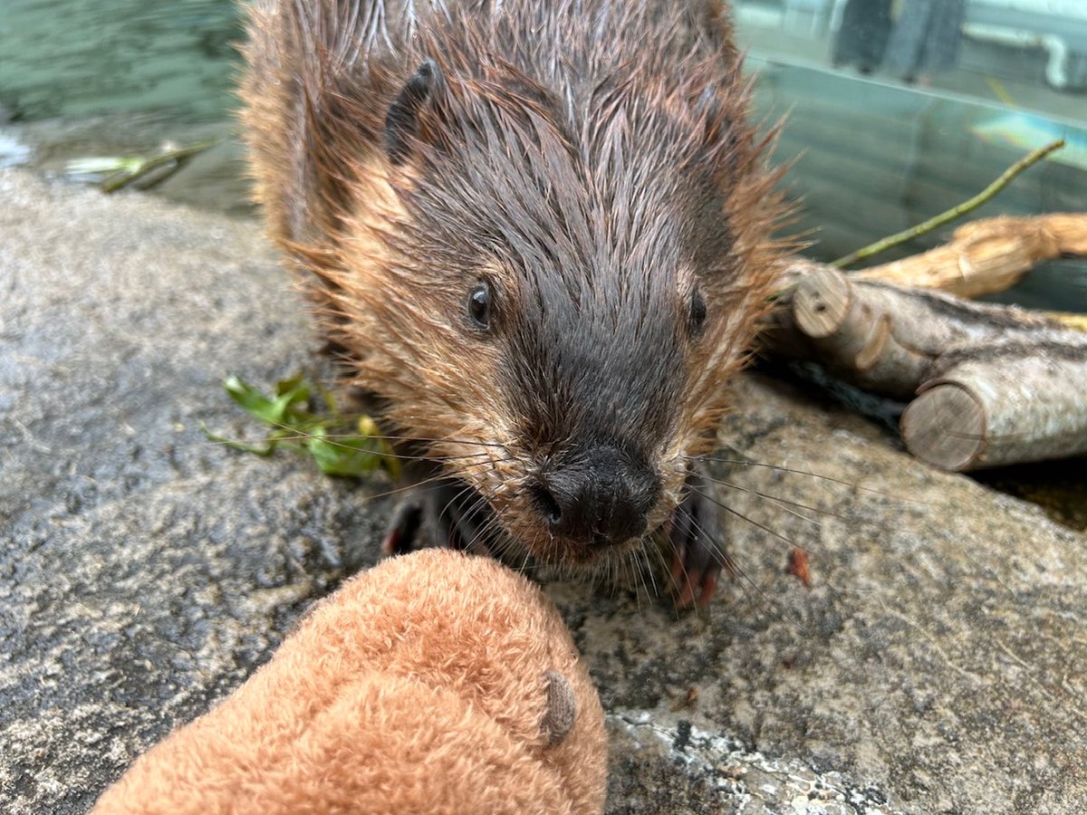 お客さまのアンケートから生まれた、うみの杜オリジナル「アメリカ