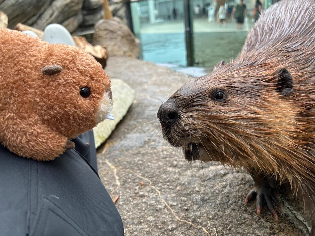 仙台うみの杜水族館公式 on X: 
