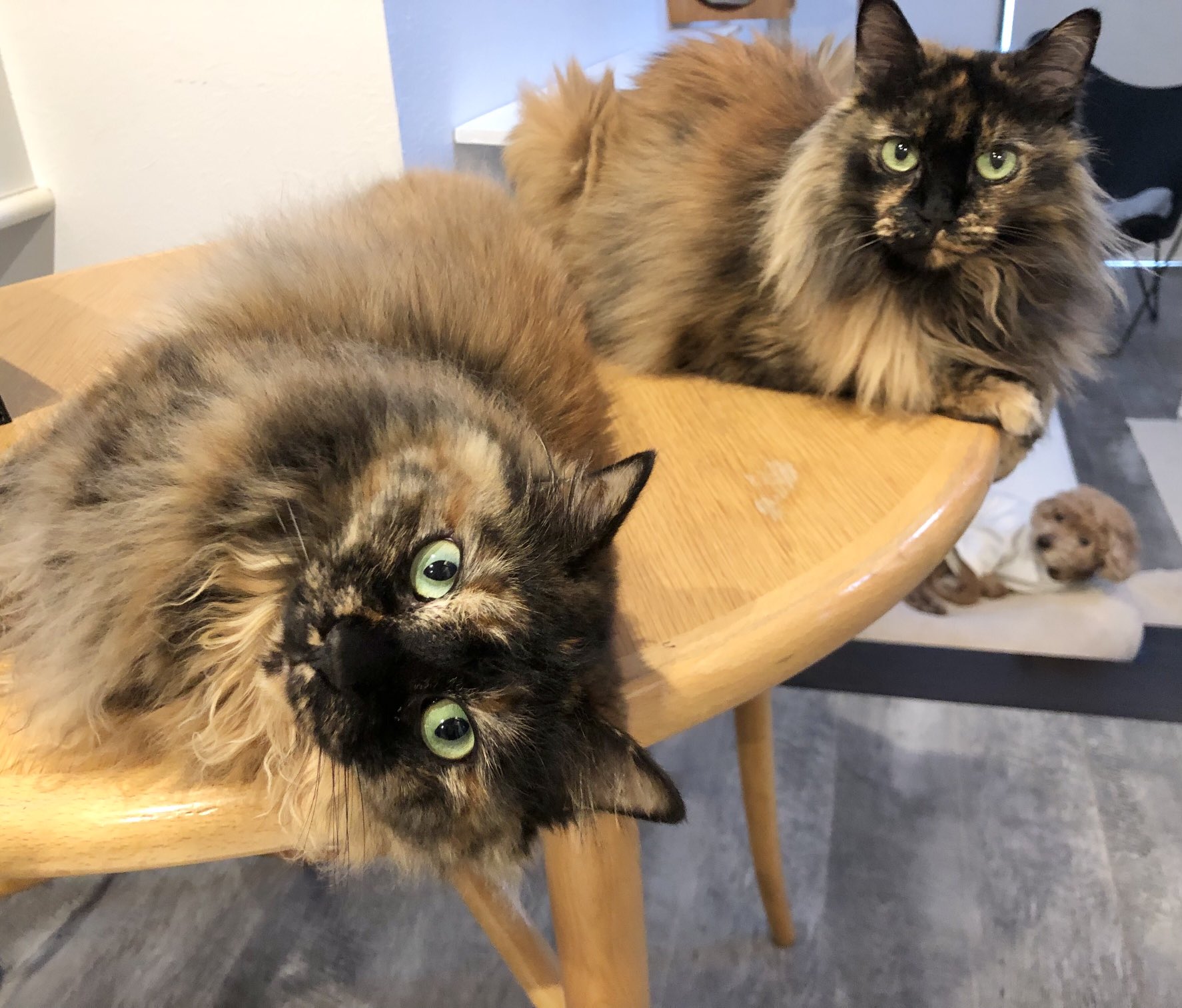 サビ猫大好き！ | Facebook