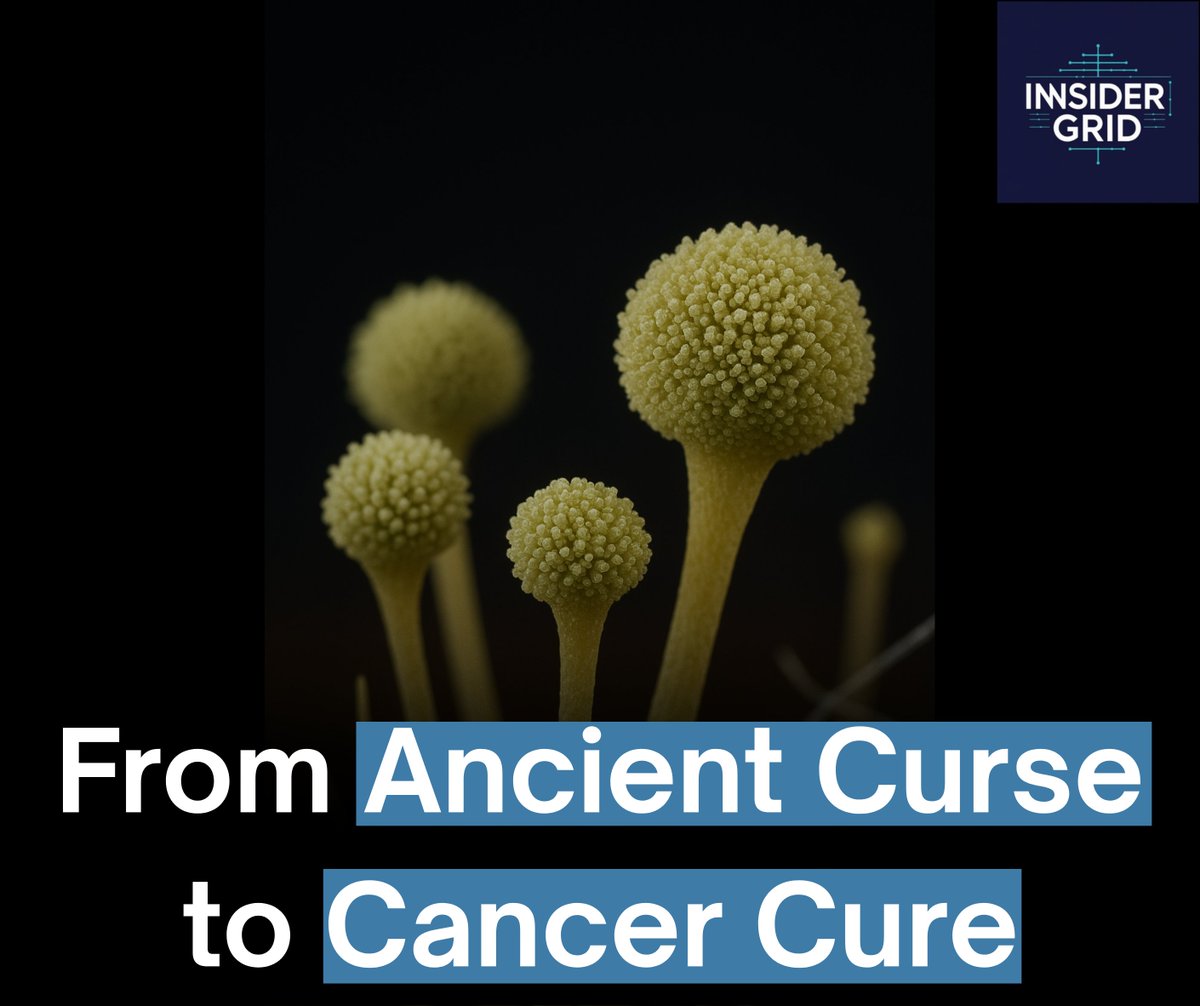 InsiderGrid's tweet photo. A fungus once linked to the "Curse of the Pharaohs" may now help cure leukemia. Scientists at University of Pennsylvania have bioengineered asperigimycins powerful, targeted molecules from Aspergillus flavus—with strong anti-leukemia potential. https://t.co/ZQoIxizGgS