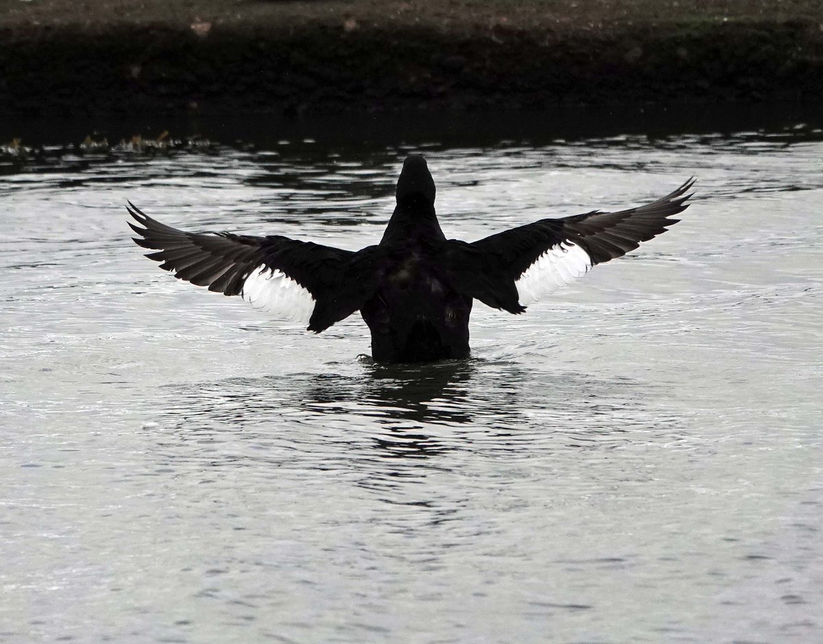 Popped along early this morning to see the 3rd CY White-winged Scoter at Musselburgh. Light not the best so happy with these pics <a href="/birdinglothian/">Birding Lothian</a> <a href="/EdinburghNats/">ENHS</a> #Birds #Lothian