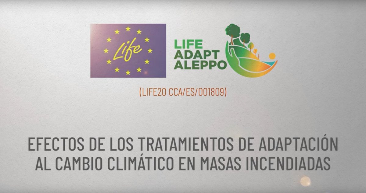 adaptaleppo's tweet photo. 📉🌲 Densidades excesivas, competencia y riesgo de nuevos incendios 🔥
🌳 La #SelviculturaAdaptativa es clave para gestionar masas postincendio en un contexto de #CambioClimático.

👉🏻Vídeo ▶️ https://t.co/yLxQjMWcIr
#Forests4Future #LIFEAmplifiers #LIFEProject #AdaptAleppo https://t.co/DnOspdaLlI
