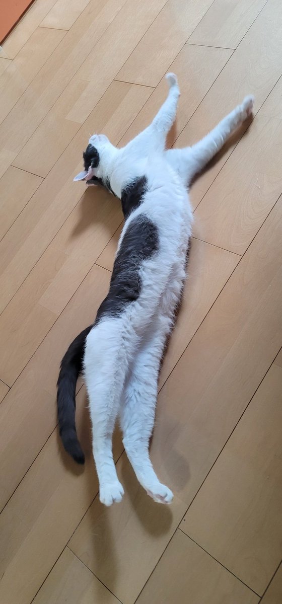 なが～～～～い
#今日のこゆたん

#猫
#ねこのいる暮らし 
#cat