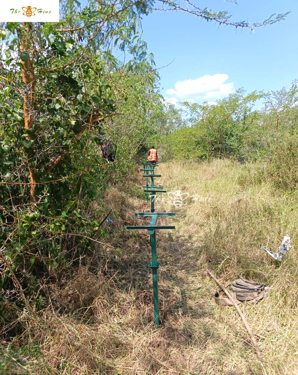 TheHiveLimited's tweet image. Successful #installation &amp;amp; #baiting of #Langstroth hives in #Migori County🐝☀️

The rich 🌻#forage &amp;amp; 🌊#water resources in the #farm create ideal conditions for #sustainablebeekeeping.

For #equipment, #training &amp;amp; organic #honey,
📞 +254 706349748
🌐 thehivegp.com
#bees